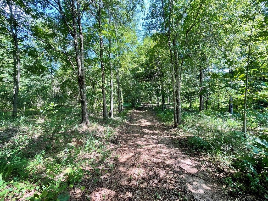 0 Harper Road Coleman, GA 39836 - Photo 12 of 23 Gallery Image 12