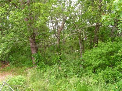 104 Bog Road Marstons Mills, MA 02648 - Photo 3 of 4 Additional Photo