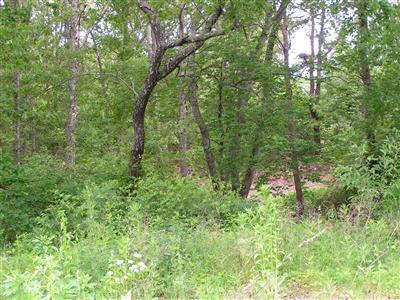 104 Bog Road Marstons Mills, MA 02648 - Photo 4 of 4 Additional Photo