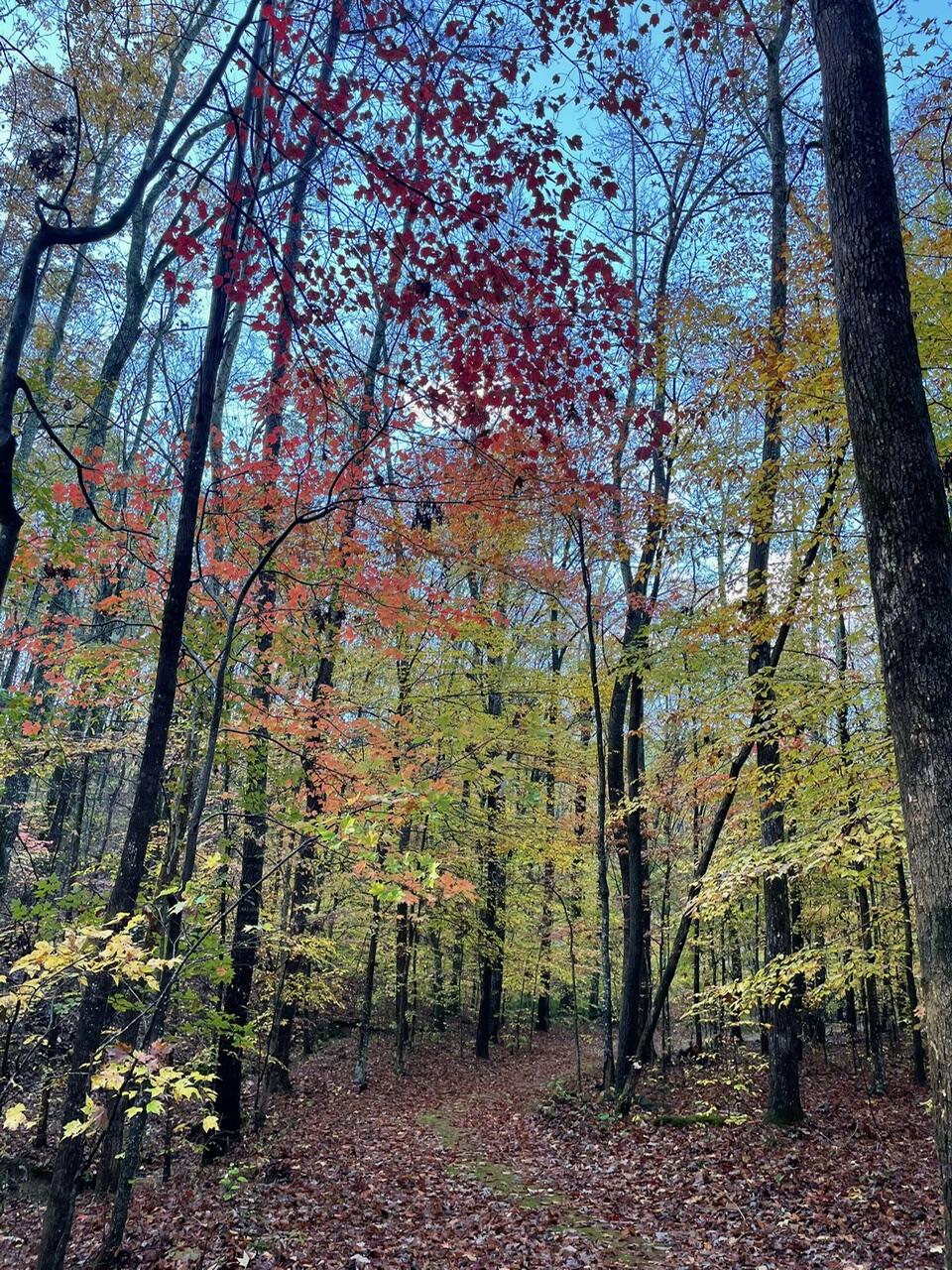 577 Rock Ridge Road Valley Head, AL 35989 - Photo 15 of 21 IMG_4286