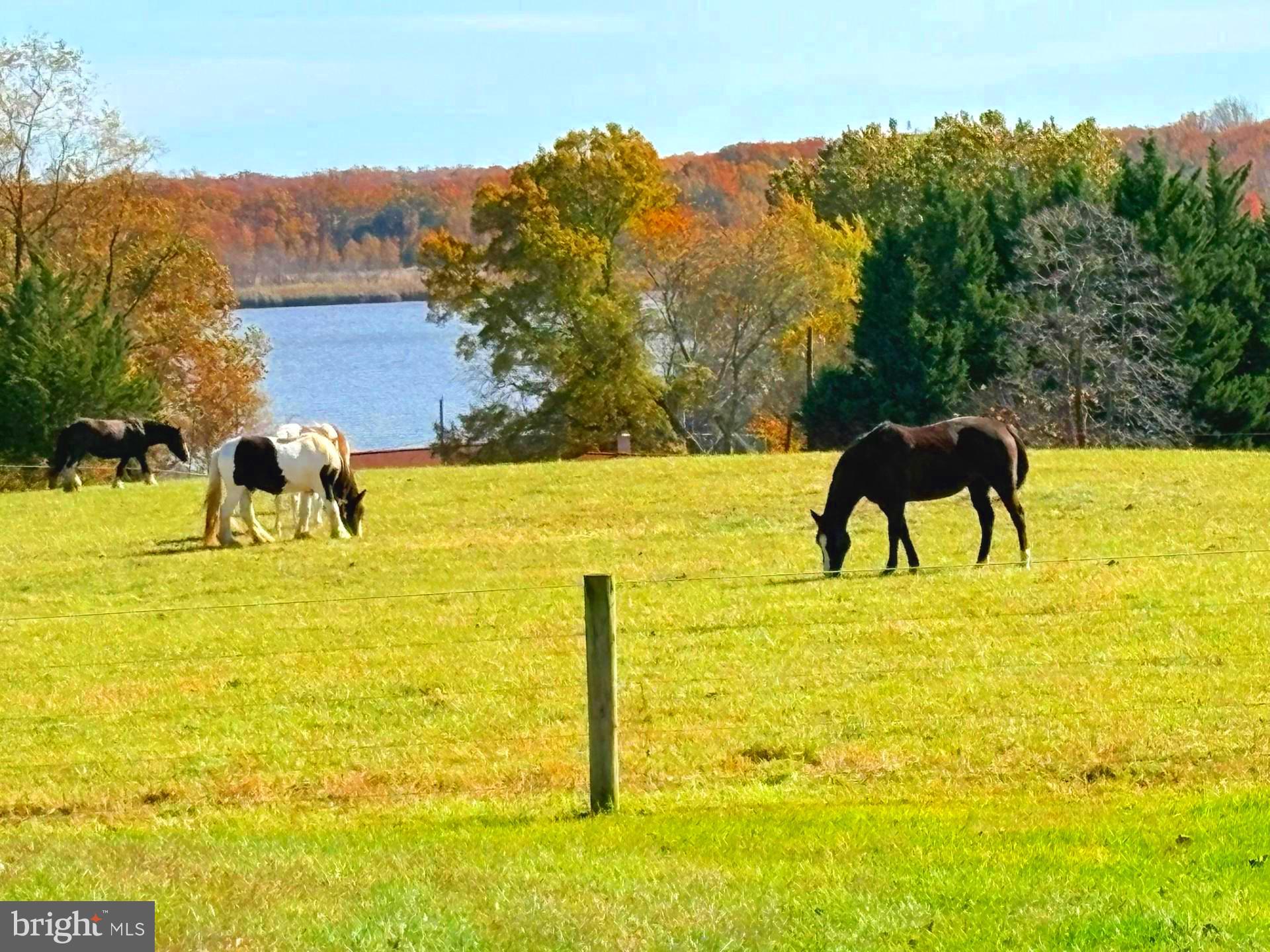 137 Elk Ranch Park Road Elkton, MD 21921 - Photo 40 of 52 a view of a yard with an outdoor space