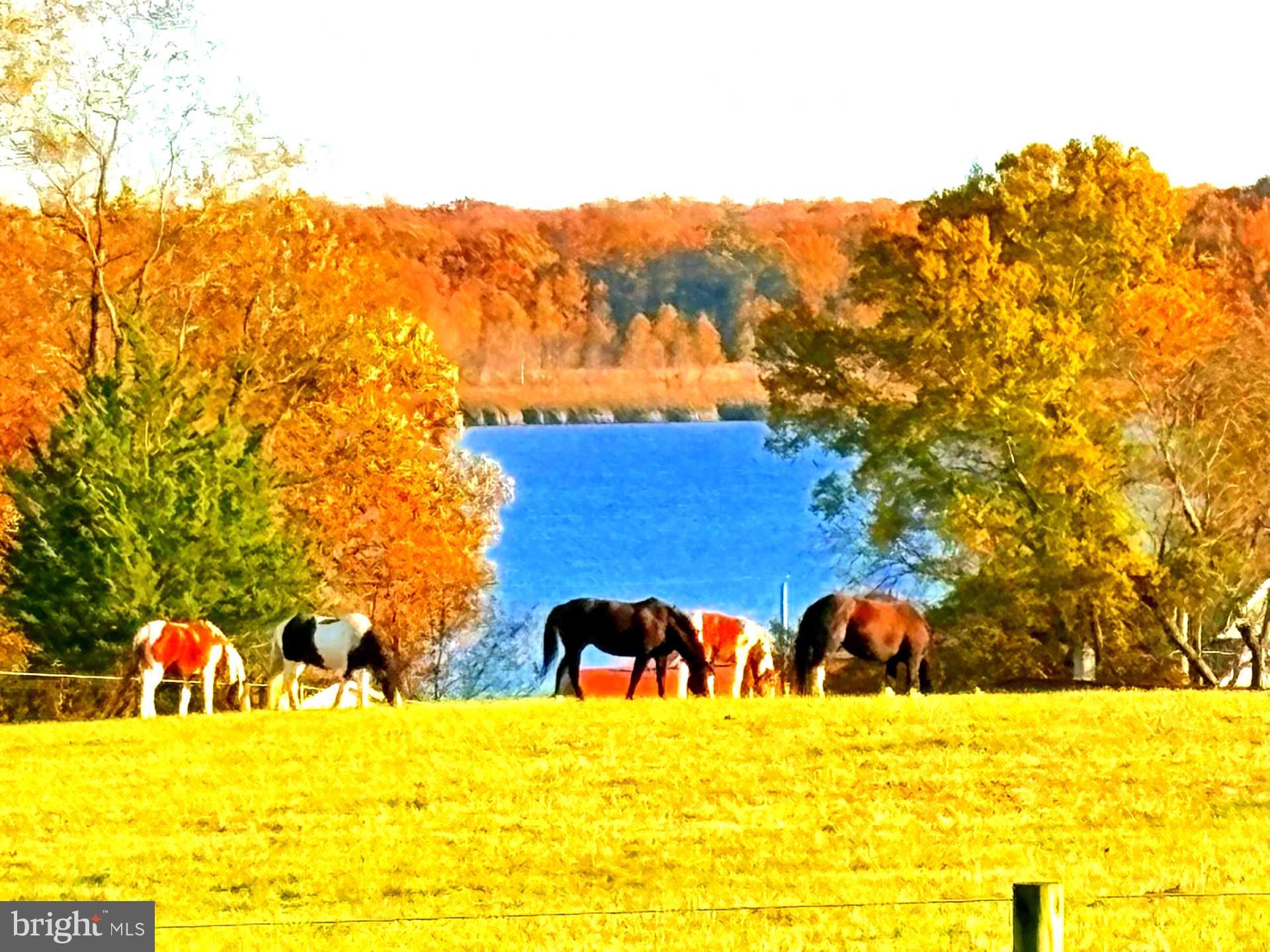 137 Elk Ranch Park Road Elkton, MD 21921 - Photo 6 of 52 a view of swimming pool with an outdoor seating