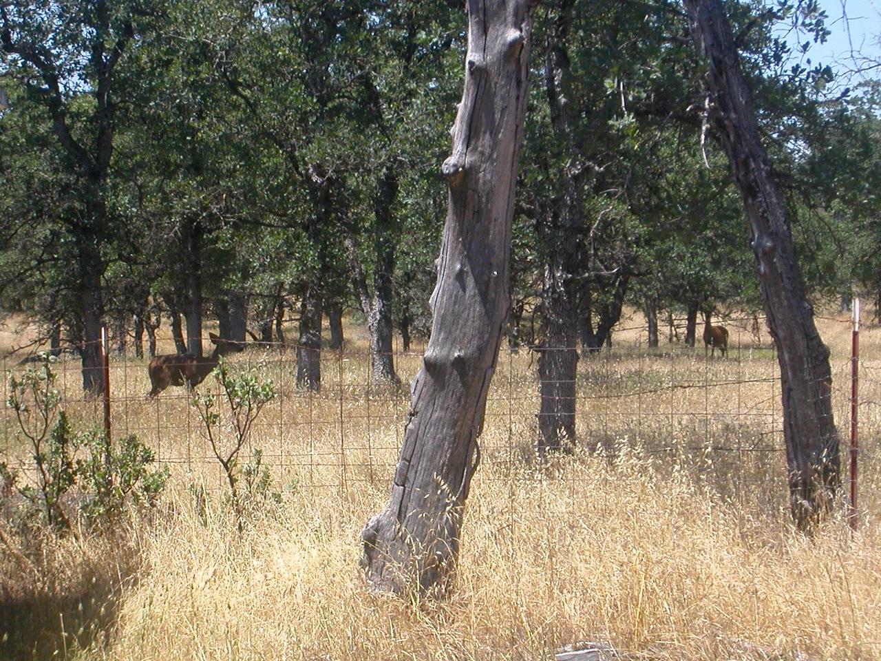 8890 Bass Pond Road Palo Cedro, CA 96073 - Photo 1 of 23 Family of Deer