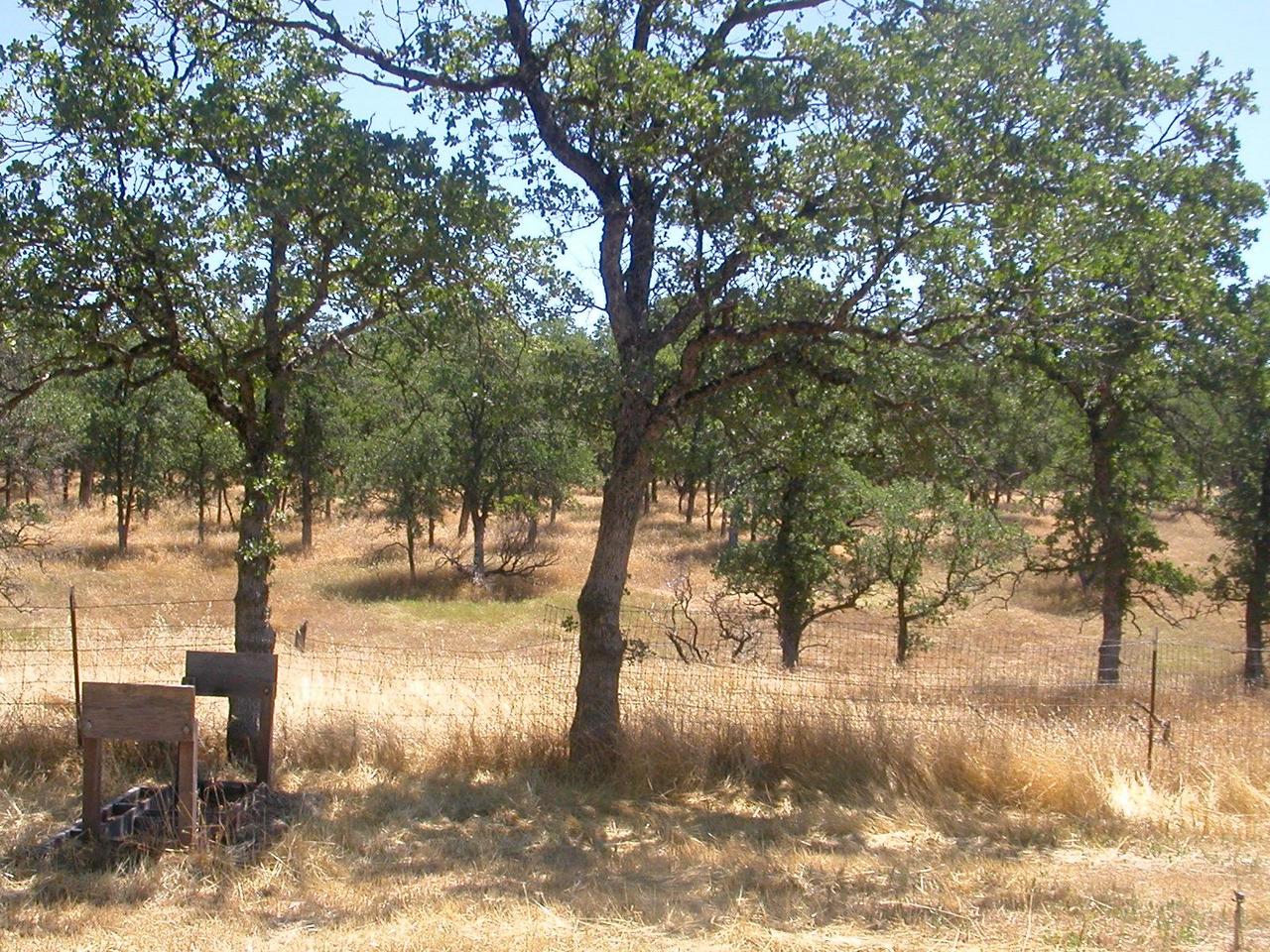 8890 Bass Pond Road Palo Cedro, CA 96073 - Photo 12 of 23 Level to gentle 19+ acres