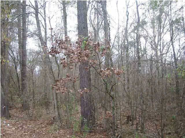 2 Rankin-Ferguson Road Pelahatchie, MS 39145 - Photo 1 of 5 Photo 1
