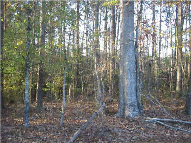 2 Rankin-Ferguson Road Pelahatchie, MS 39145 - Photo 3 of 5 Photo 3