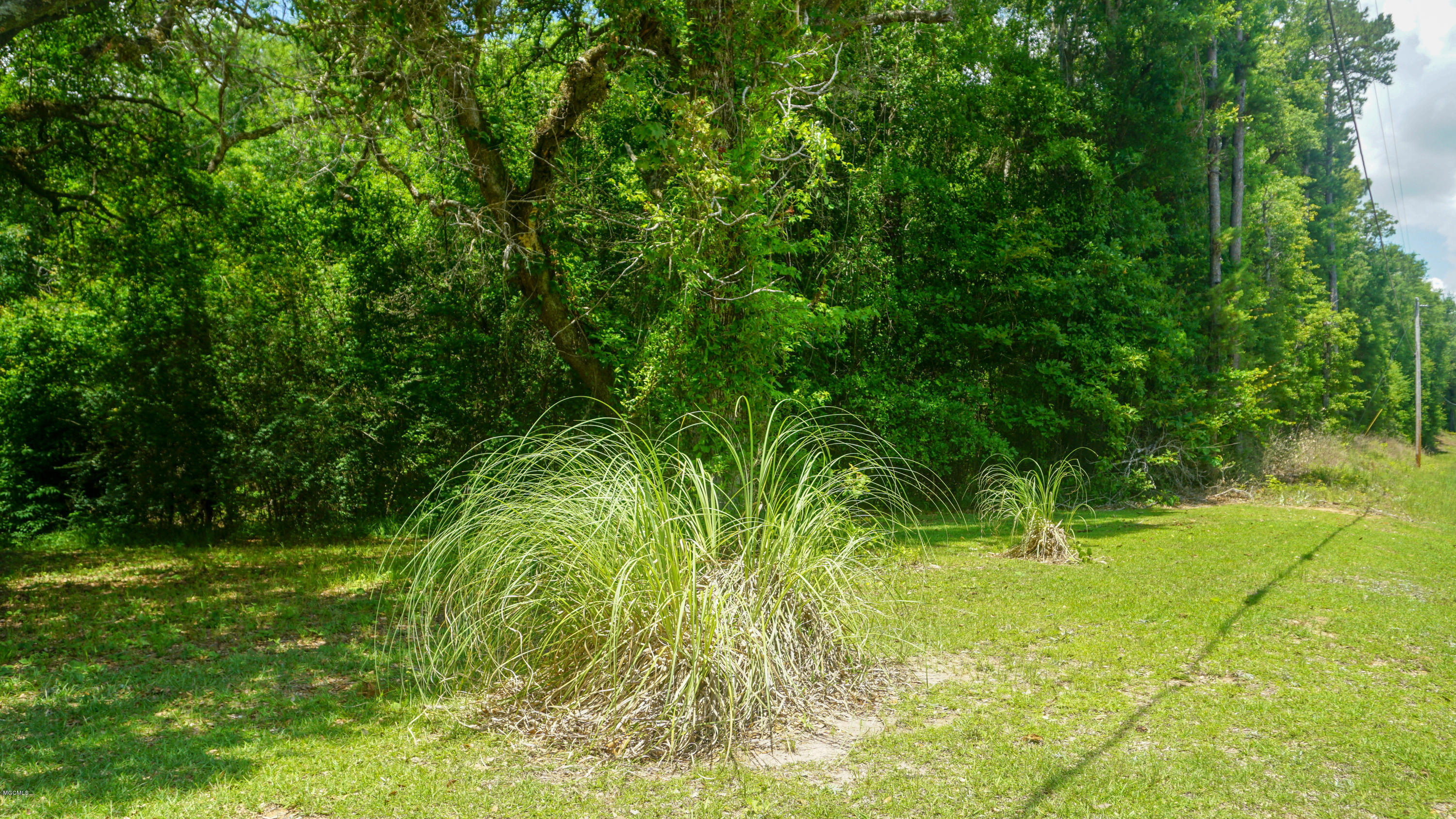 4.71-ac Ward Pineview Road Lucedale, MS 39452 - Photo 4 of 8 DSC06008-2