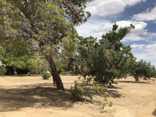 1352 Sydnor Avenue Ridgecrest, CA 93555 - Photo 21 of 26 a view of outdoor space yard and trees
