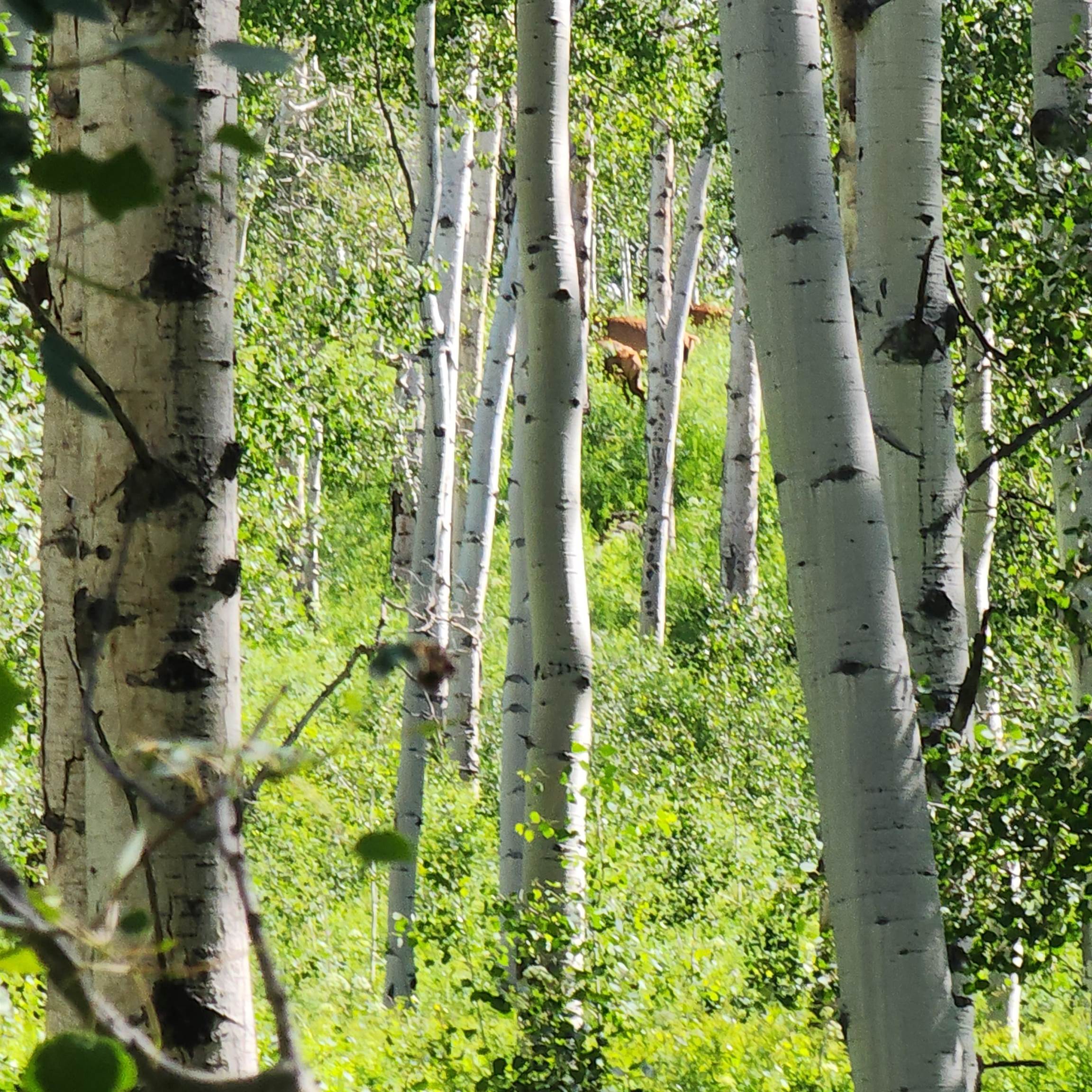 Tbd Z S Road, Unit 240 ACRES) Whitewater, CO 81527 - Photo 5 of 24