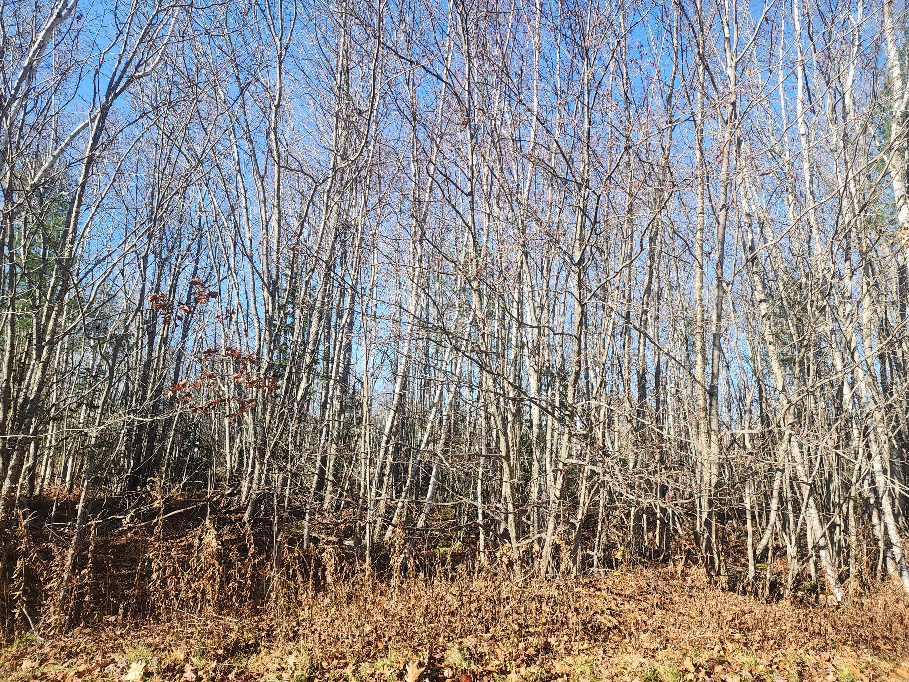 39 Sandy Ridge Lane Searsport, ME 04974 - Photo 8 of 10 20231120_092810