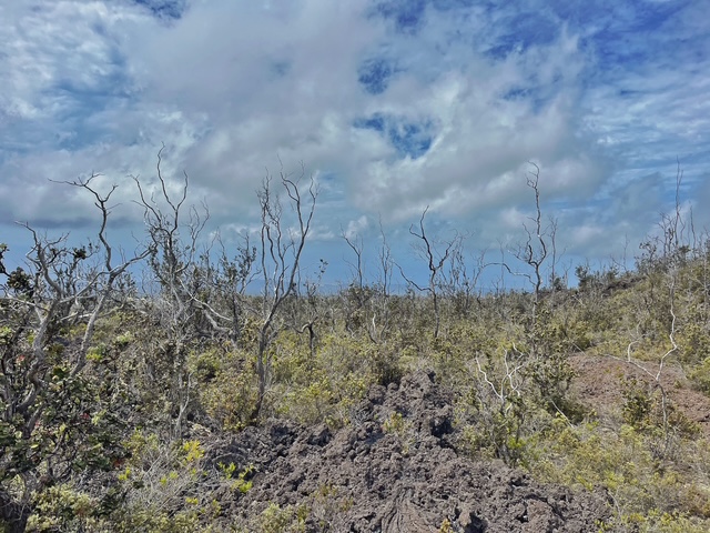 a view of a dry yard with trees