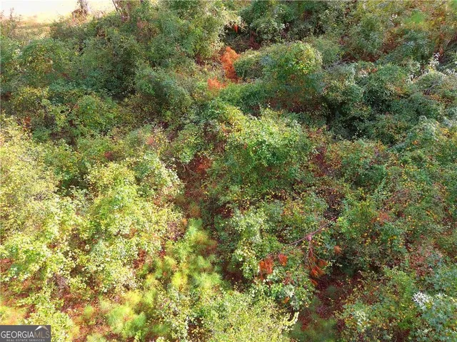 a view of a lush green forest with large trees