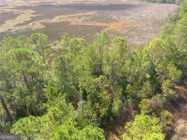 a view of a yard with plants and large trees
