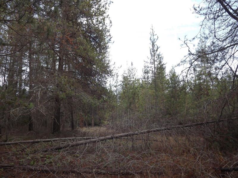 44-xx Springdale-Hunters Road Springdale, WA 99173 - Photo 5 of 6