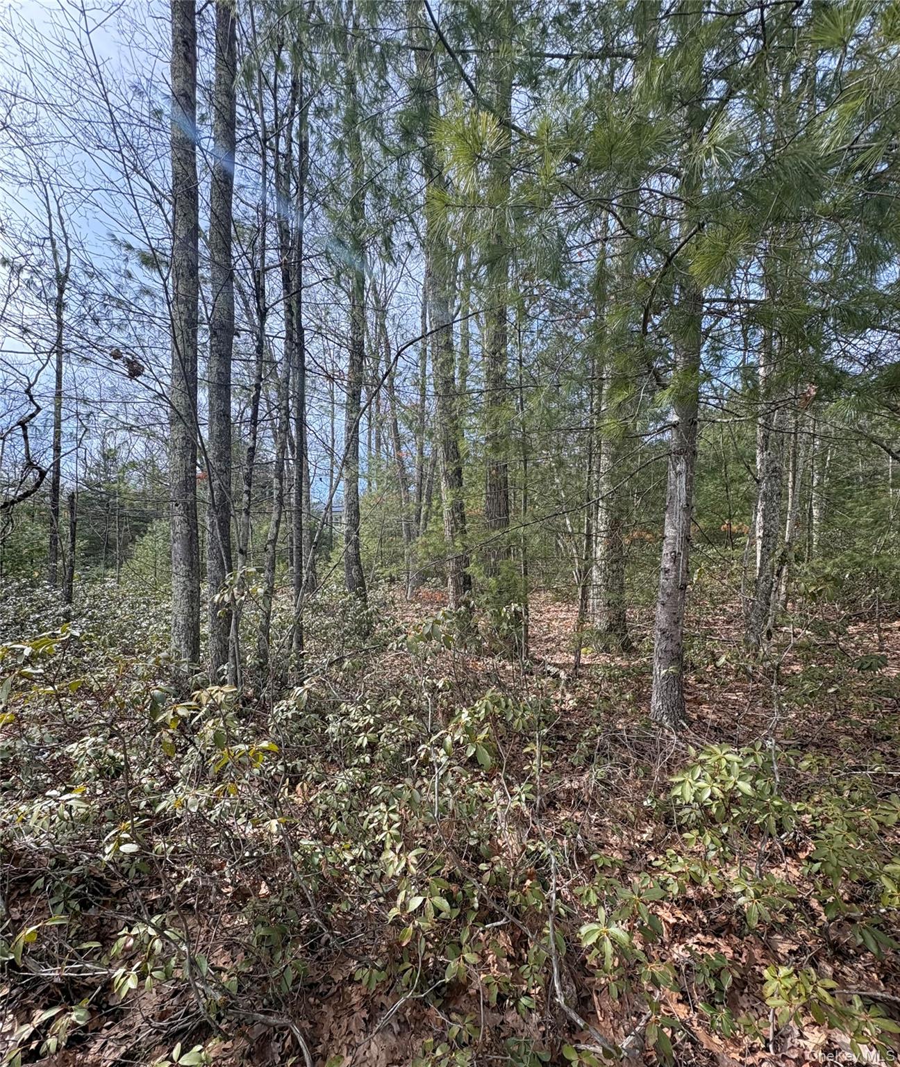 Bennett Road Napanoch, NY 12458 - Photo 1 of 9 a view of a forest with trees in the background