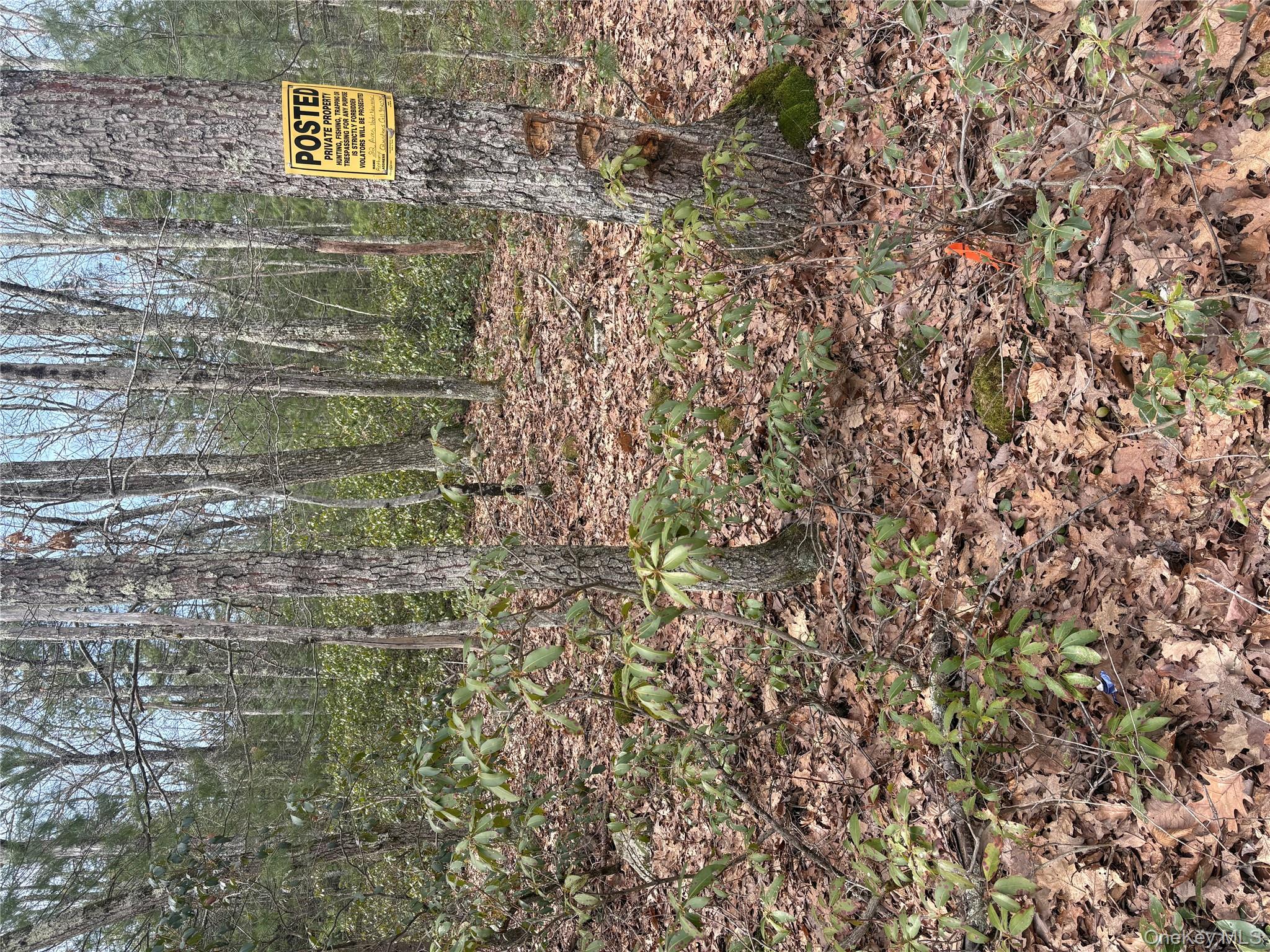 Bennett Road Napanoch, NY 12458 - Photo 2 of 9 a view of a forest with trees in the background
