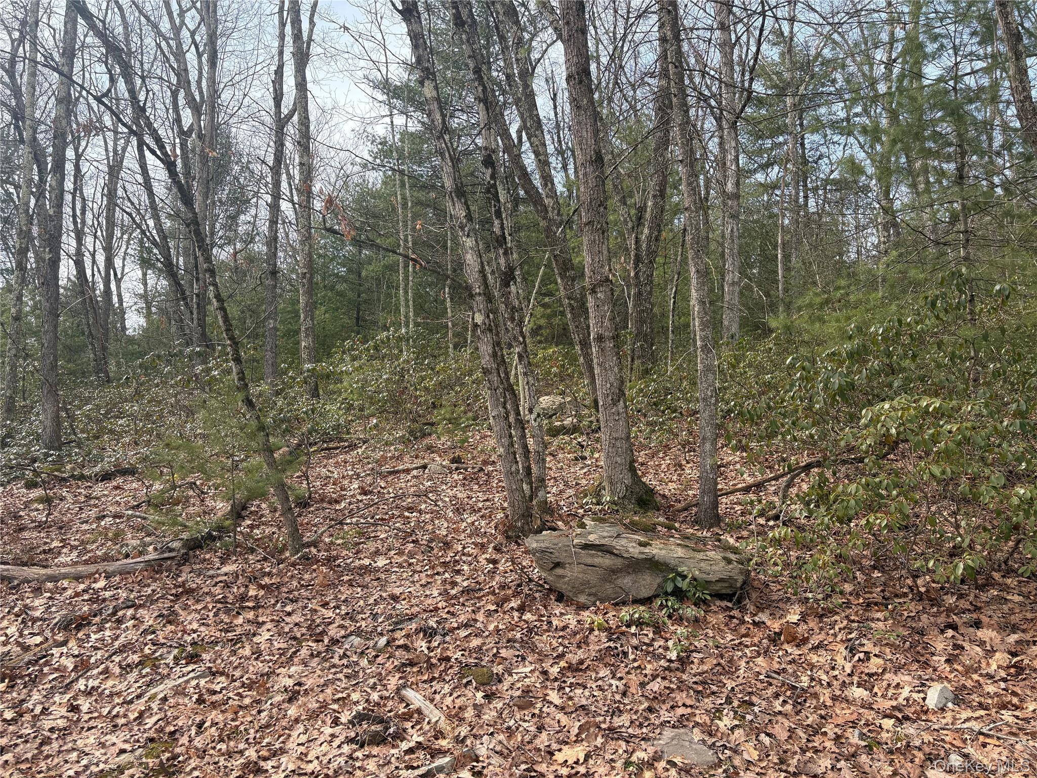Bennett Road Napanoch, NY 12458 - Photo 3 of 9 a view of a forest with large trees