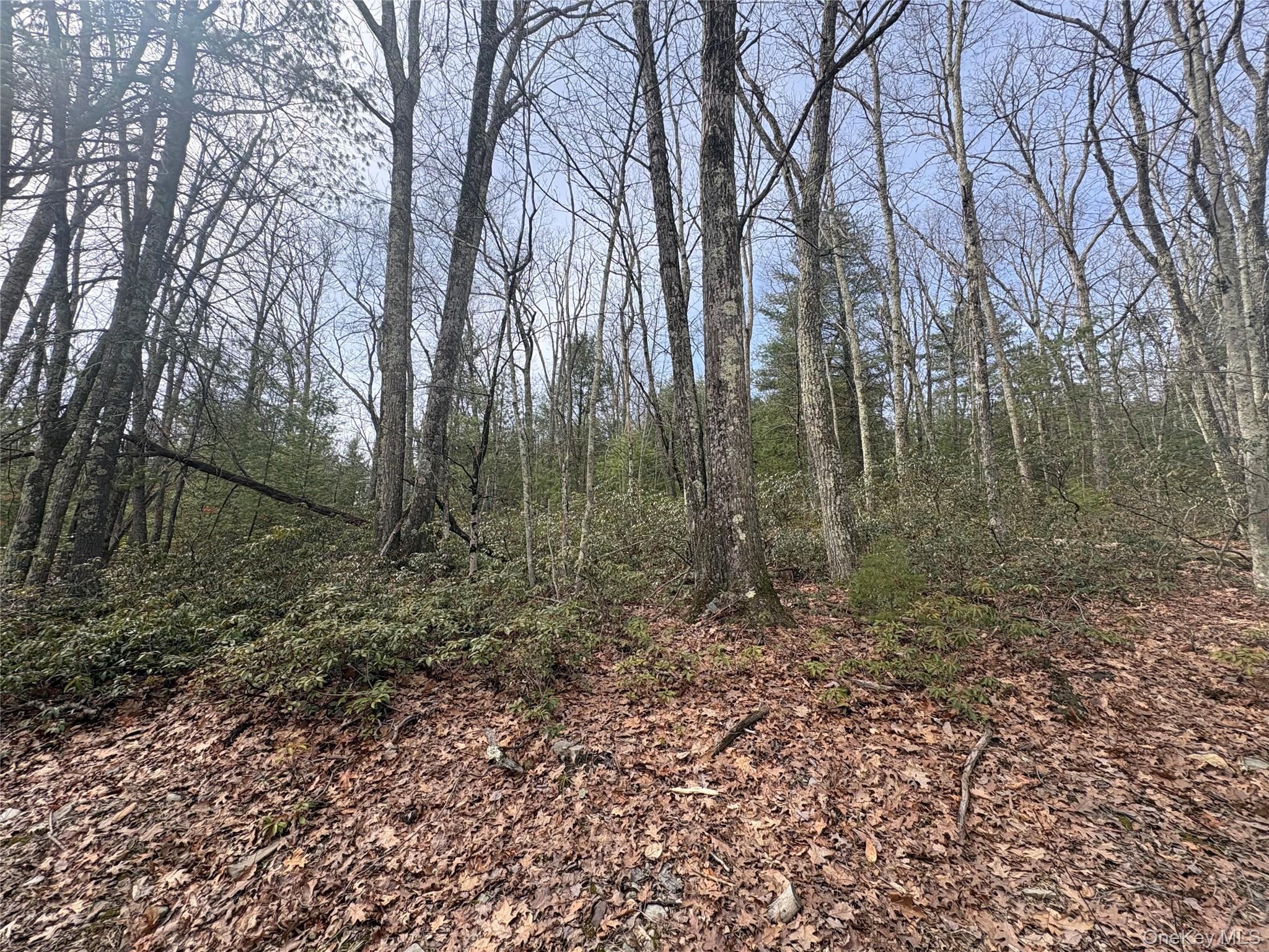 Bennett Road Napanoch, NY 12458 - Photo 5 of 9 a view of forest