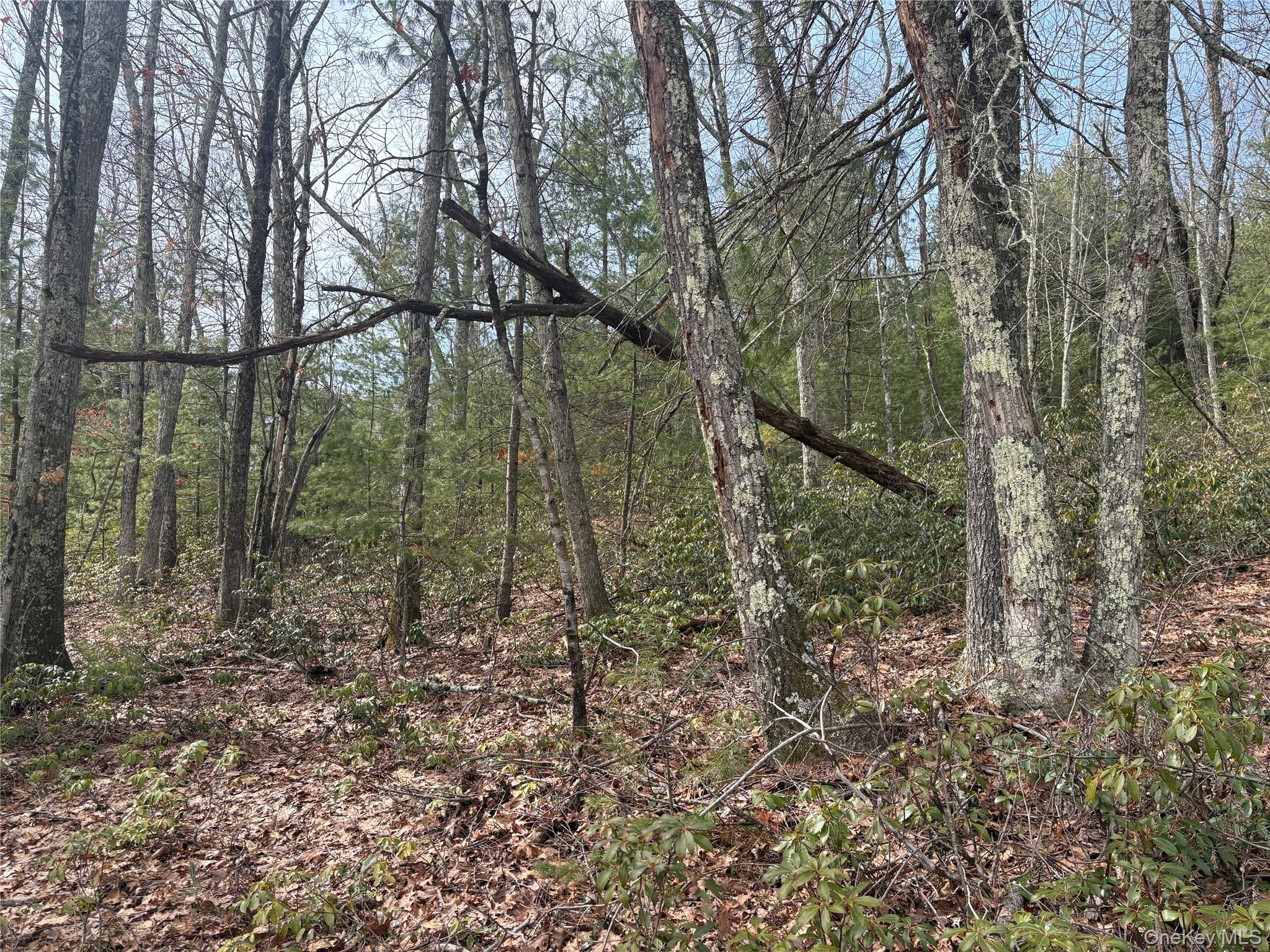 Bennett Road Napanoch, NY 12458 - Photo 6 of 9 a view of a forest with a trees