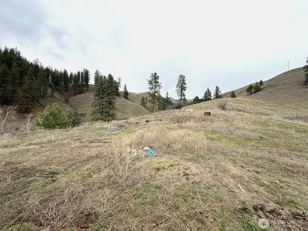 a view of a dry yard with trees