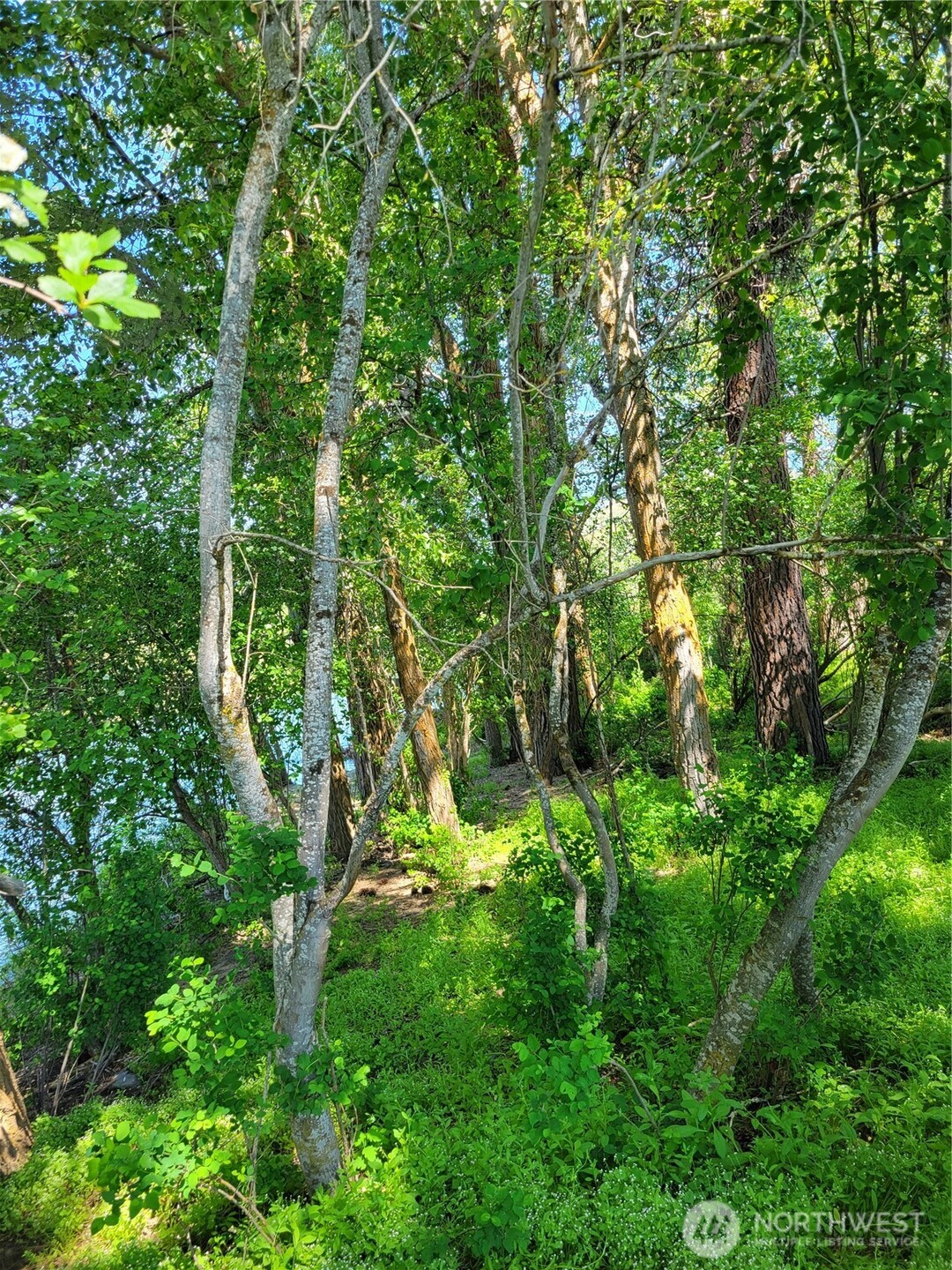 10 Summit View Cle Elum, WA 98922 - Photo 14 of 25 a view of a lush green forest