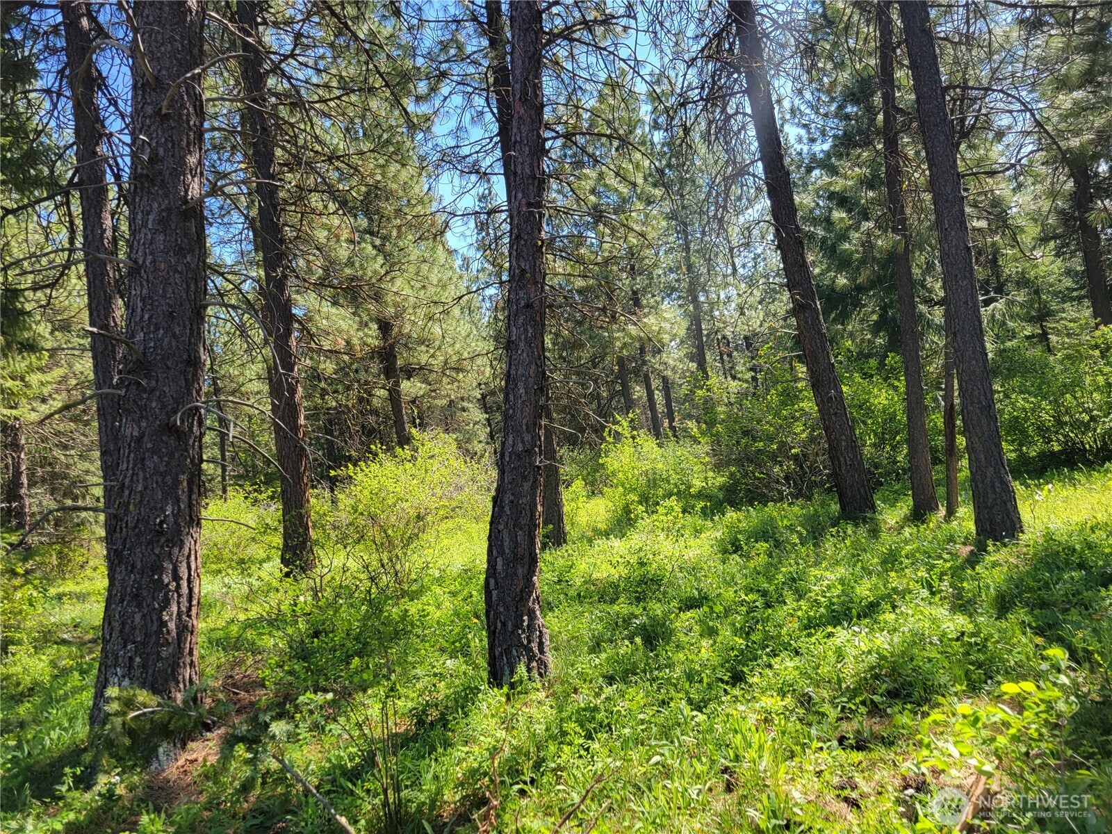 10 Summit View Cle Elum, WA 98922 - Photo 8 of 25 a view of outdoor space and trees