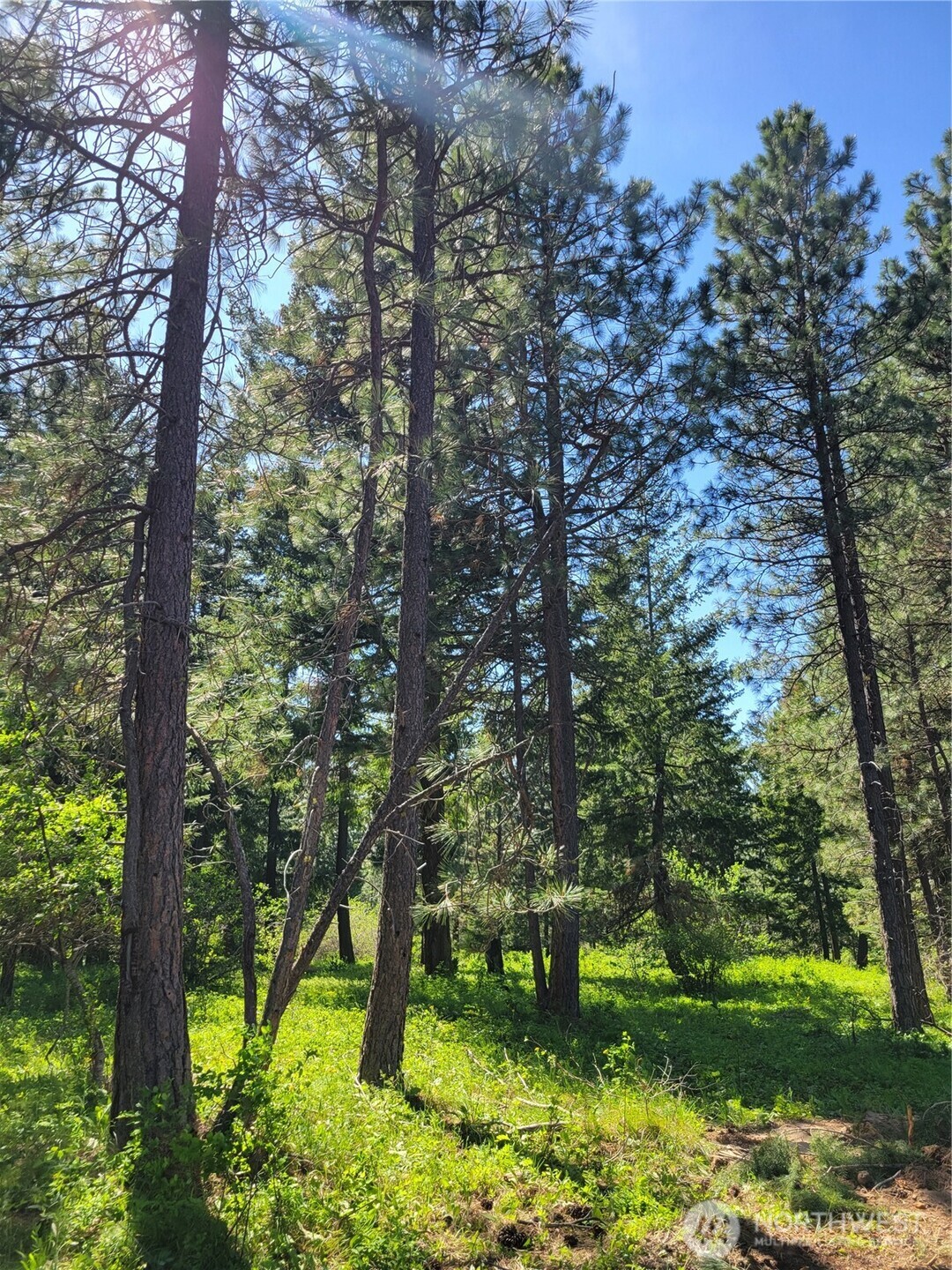 10 Summit View Cle Elum, WA 98922 - Photo 9 of 25 a large tree in the middle of forest