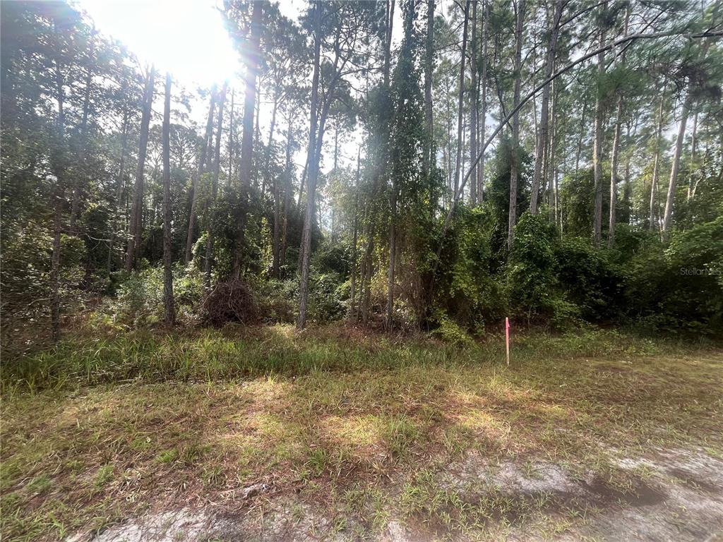 223 2nd Street Georgetown, FL 32139 - Photo 2 of 7 a view of outdoor space and trees