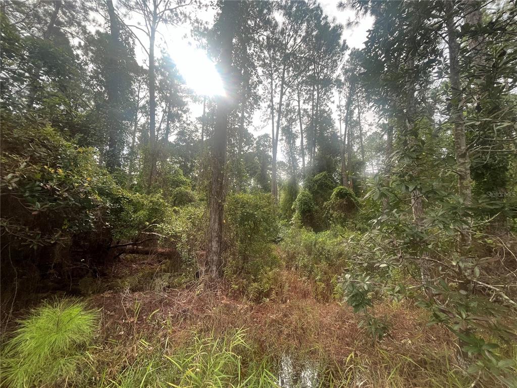 223 2nd Street Georgetown, FL 32139 - Photo 6 of 7 a view of a forest with trees