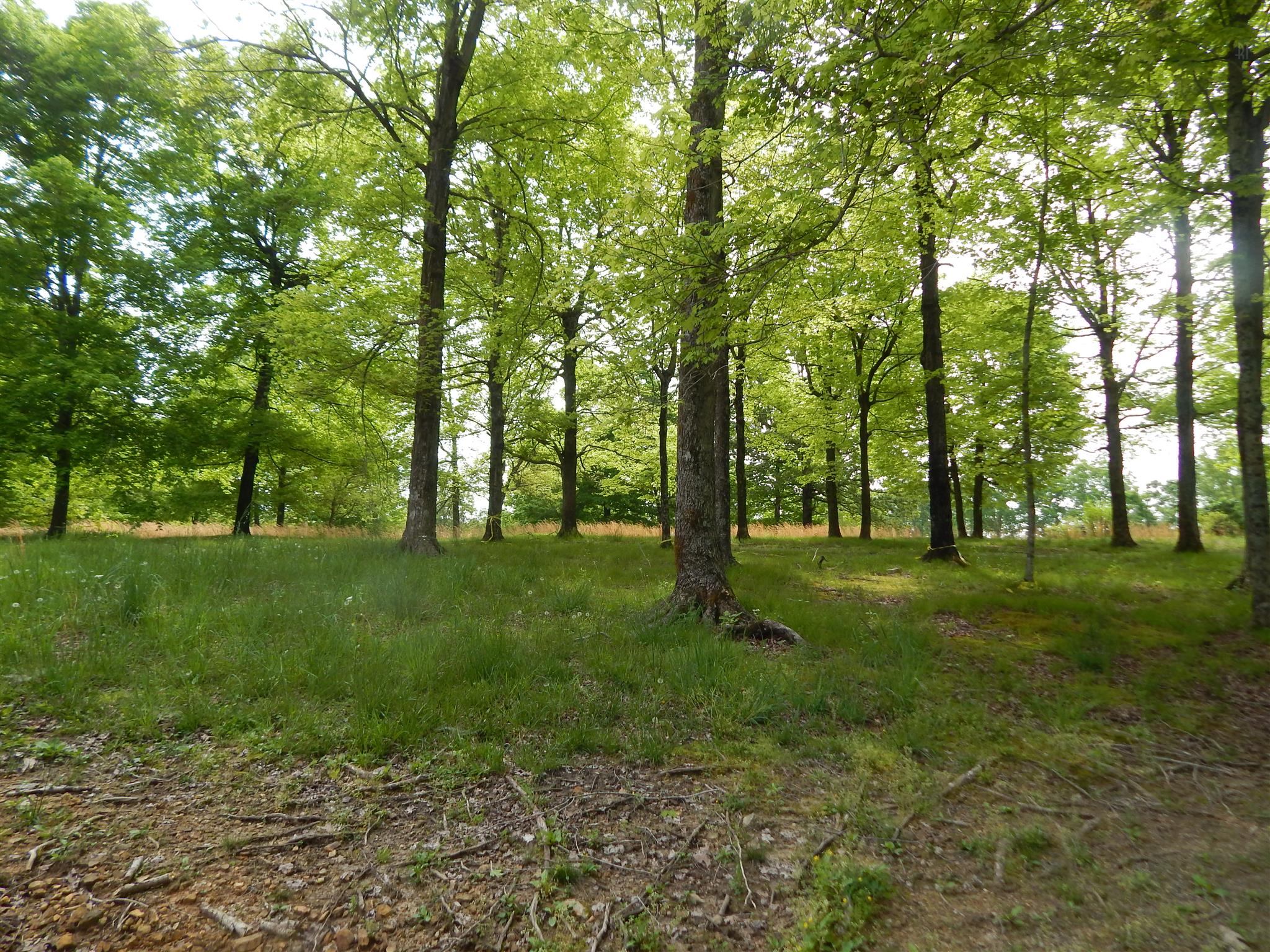 1815 Union Road Dickson, TN 37055 - Photo 7 of 13 Gallery Image 7