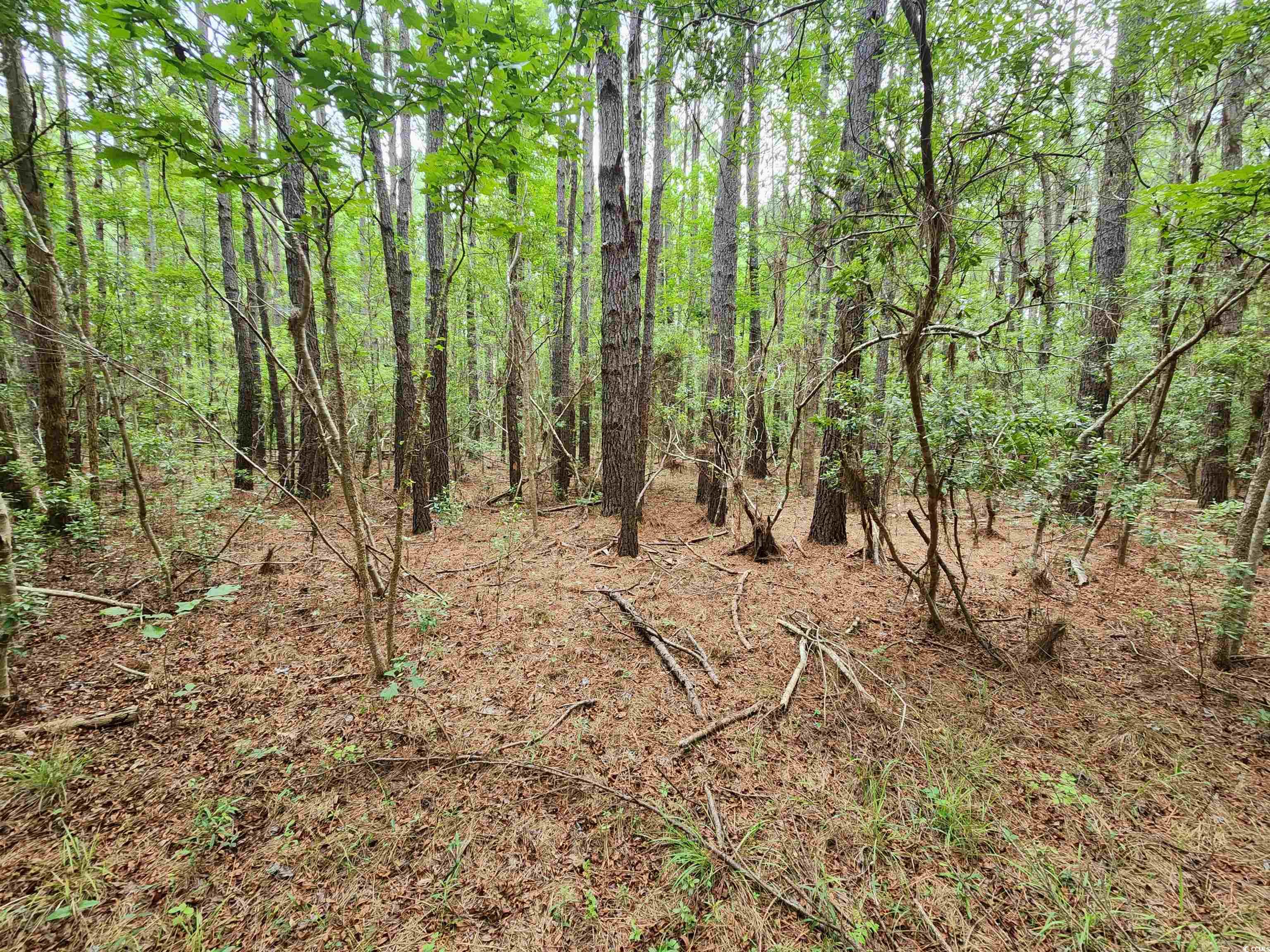 Tbd Thatchpalm Court Georgetown, SC 29440 - Photo 5 of 5 View of wooded area