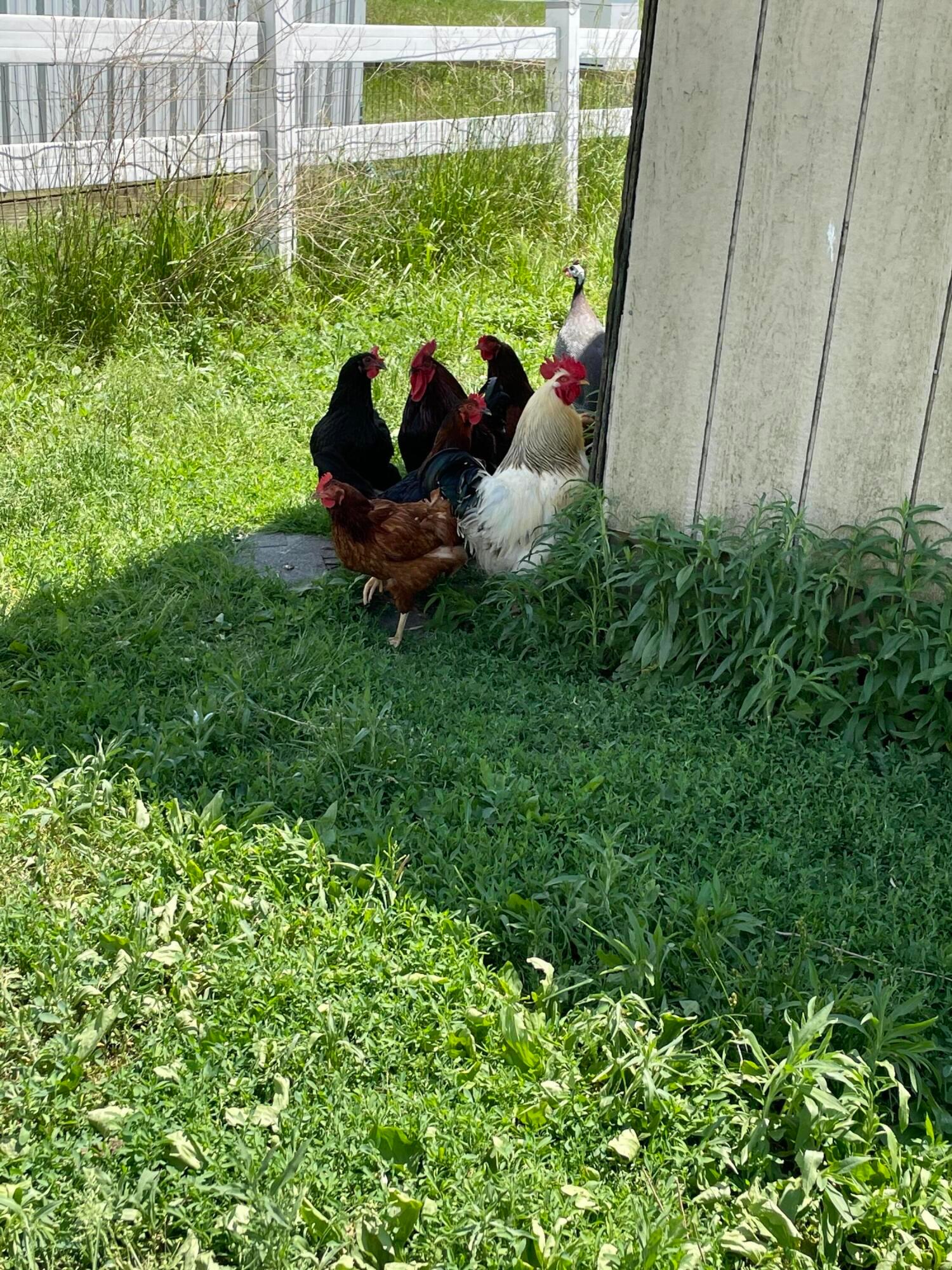 4167 North Section Line Road Radnor, OH 43066 - Photo 64 of 81 Chickens