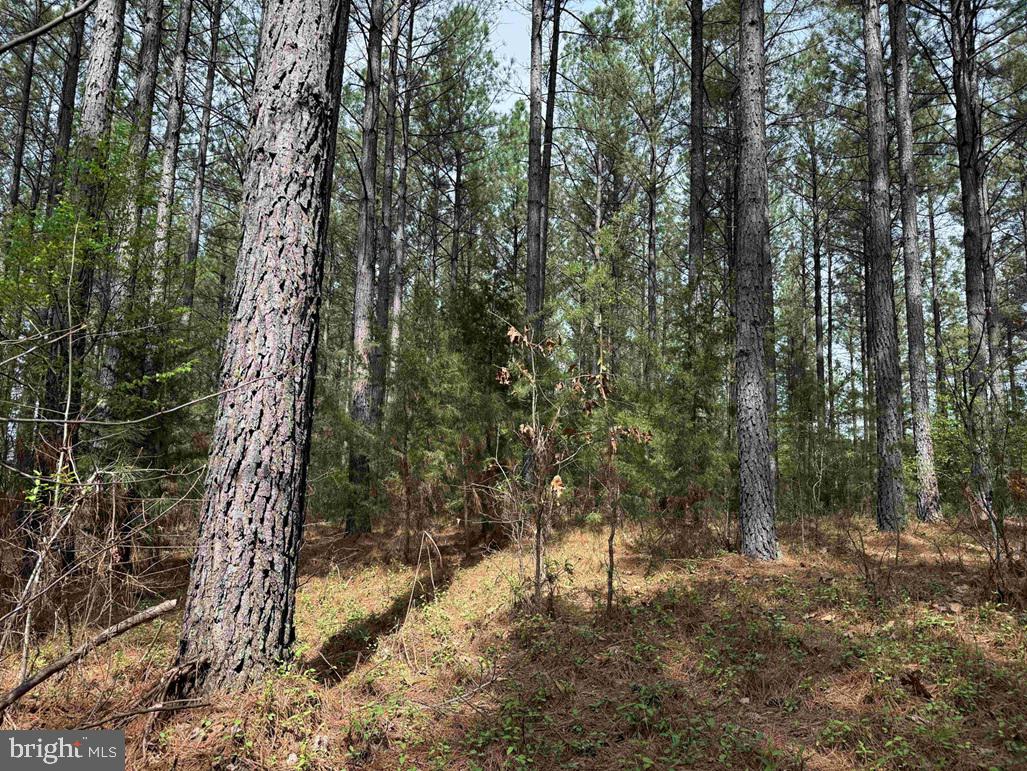 Bearskin Road Chatham, VA 24531 - Photo 10 of 15
