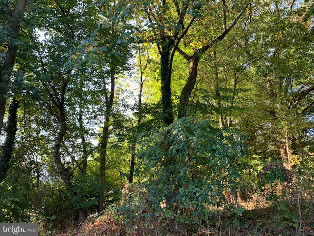 15717 Haynes Road Laurel, MD 20707 - Photo 46 of 46 Mature trees to view in the backyard