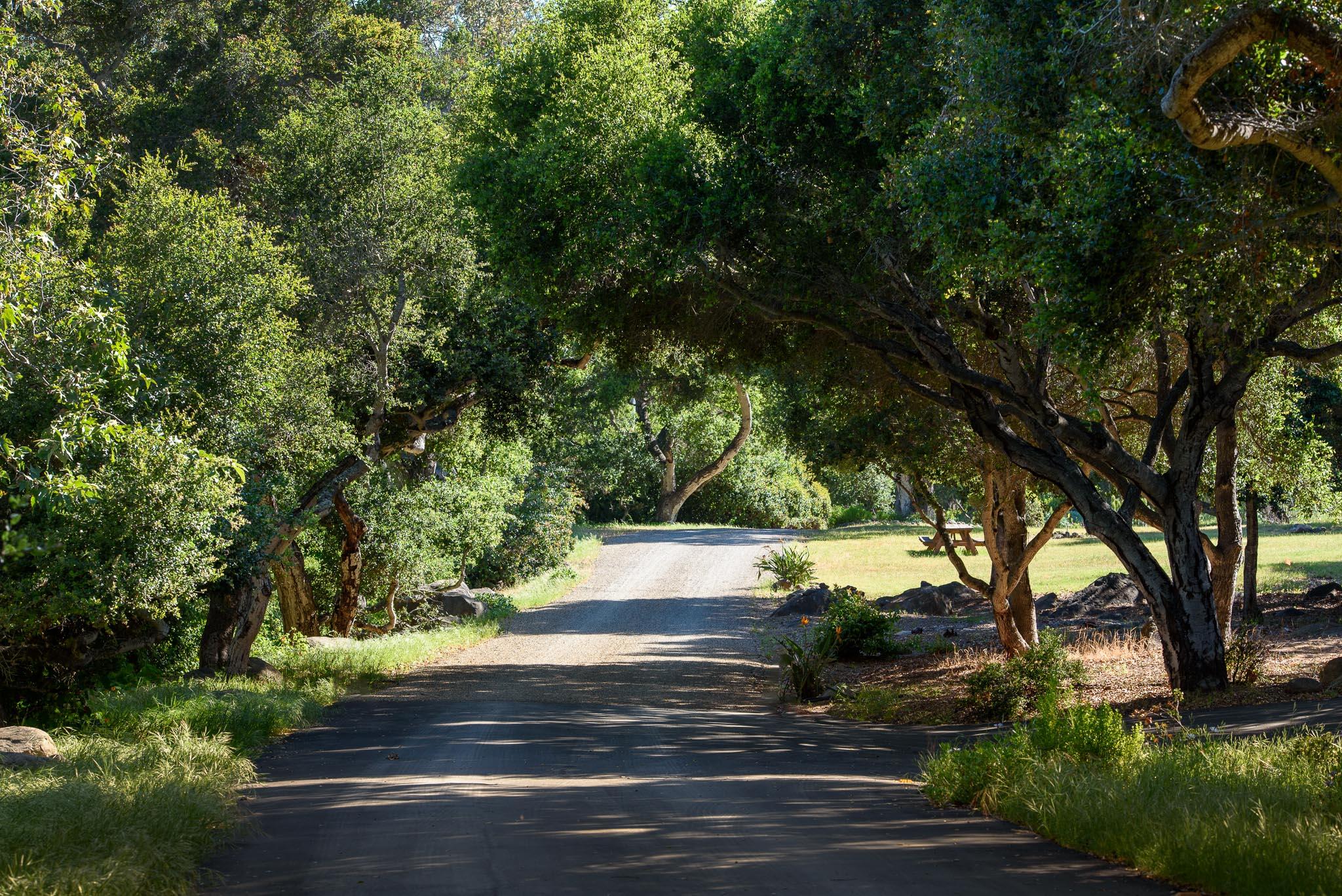 450 Lambert Road Carpinteria, CA 93013 - Photo 4 of 21 Oak Lined Driveway