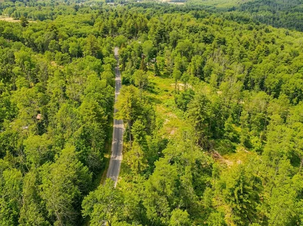 a view of a big yard with plants and large trees