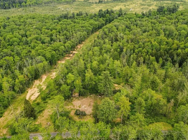 a view of a big yard with plants and large trees