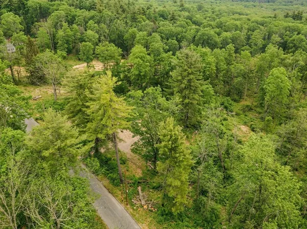 a view of a big yard with plants and large trees
