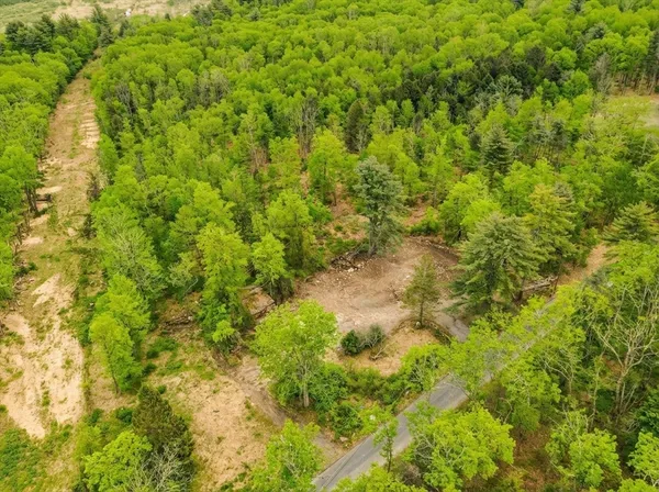 a view of a big yard with plants and large trees