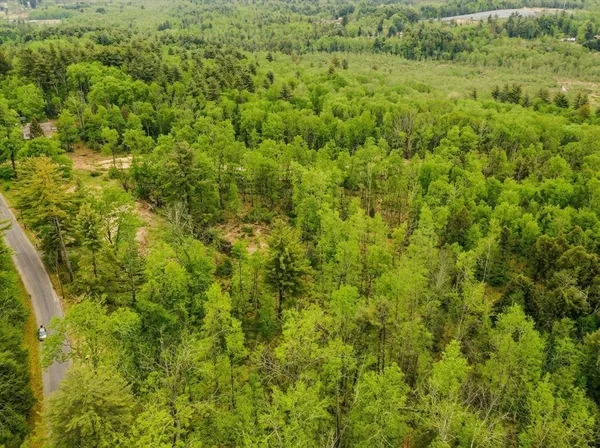 a view of a big yard with plants and large trees