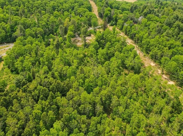 a view of a lush green forest with a tree