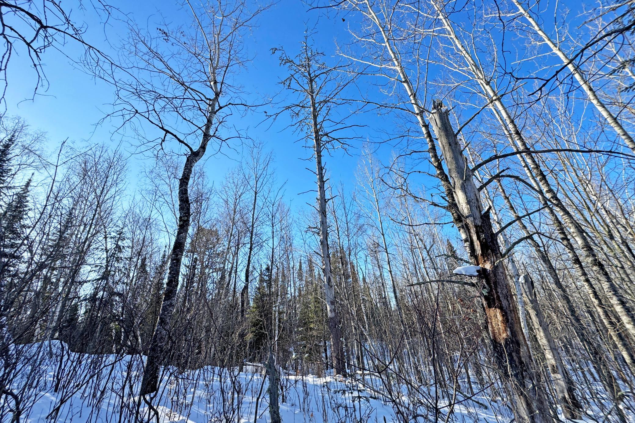 0 Fectos Road Tower, MN 55790 - Photo 43 of 48