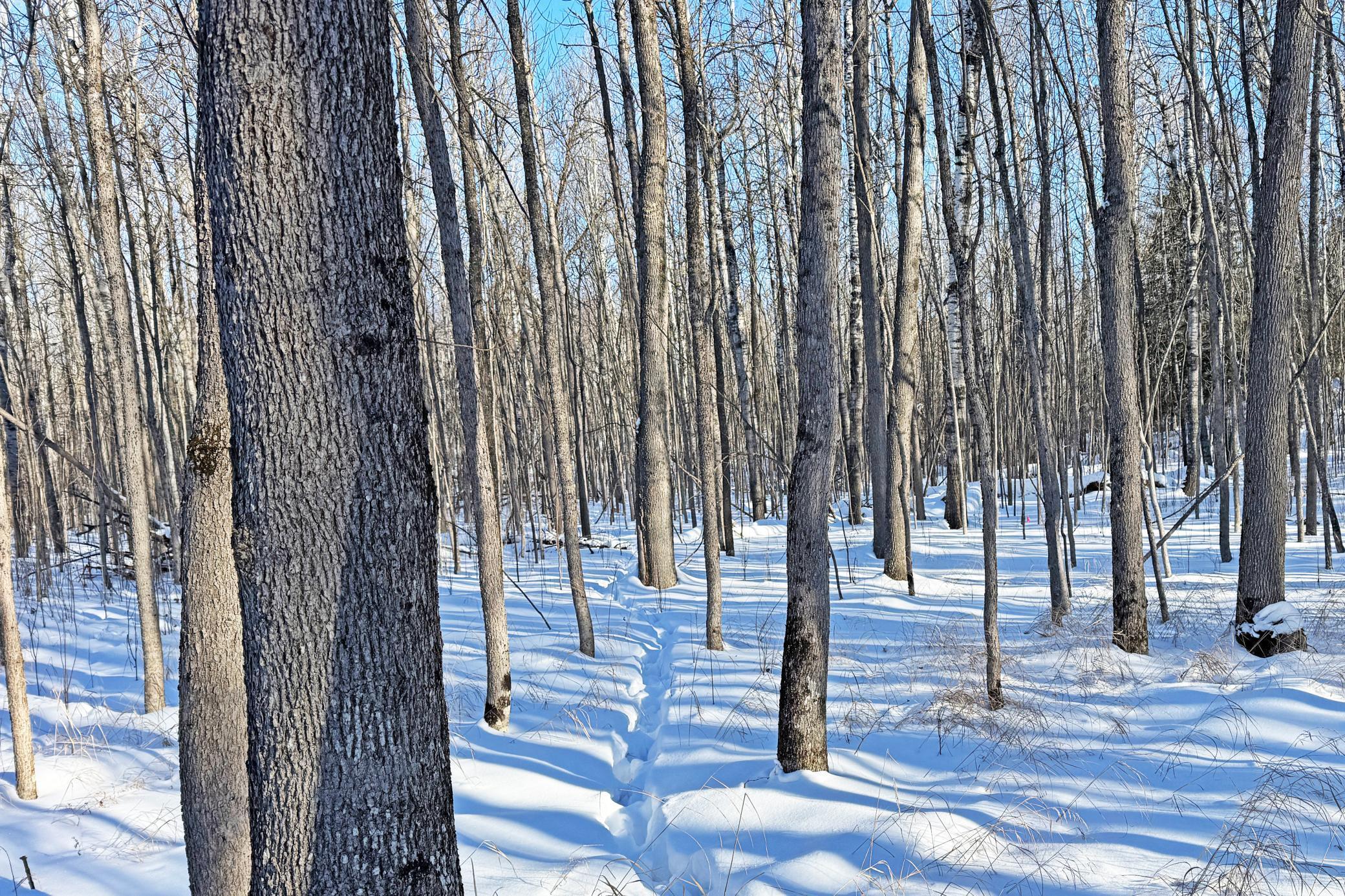 0 Fectos Road Tower, MN 55790 - Photo 47 of 48