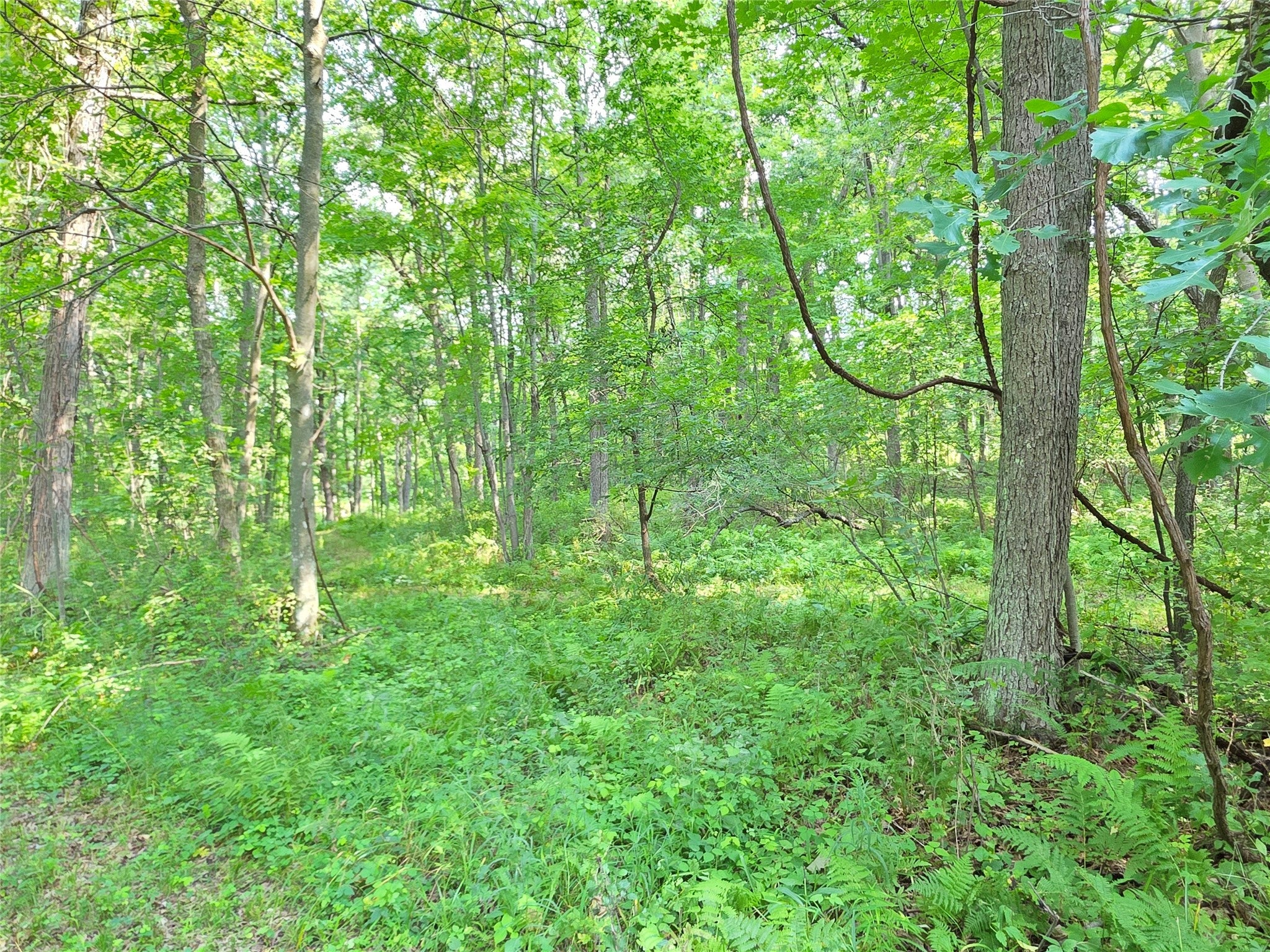 Lot 0 County Road Colfax, WI 54730 - Photo 19 of 25 Gallery Image 19