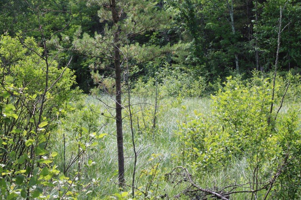Xxxx Morrison Lake Road Northeast Outing, MN 56662 - Photo 20 of 26 Gallery Image 20