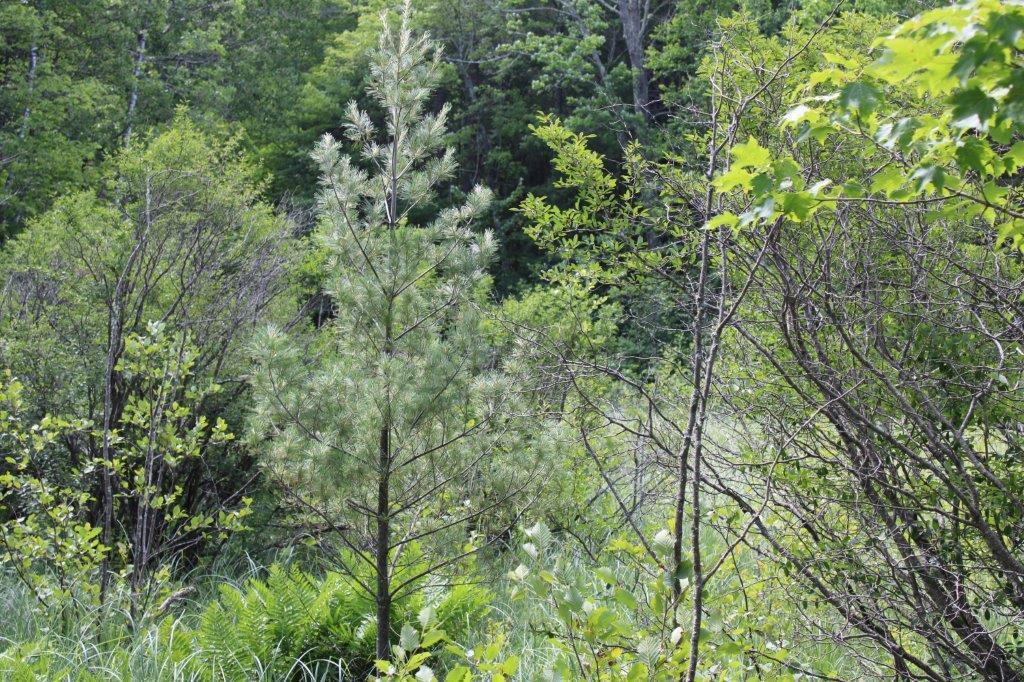 Xxxx Morrison Lake Road Northeast Outing, MN 56662 - Photo 22 of 26 Gallery Image 22