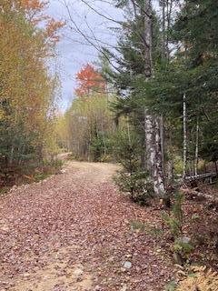 Lot 17 L15-3 Coburn Road Carthage, ME 04224 - Photo 9 of 16 IMG_3517