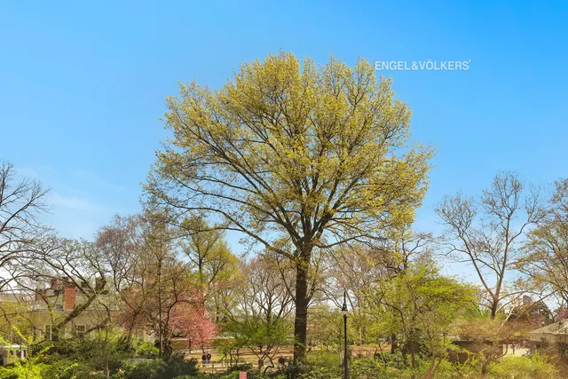 a view of a big yard with plants and trees