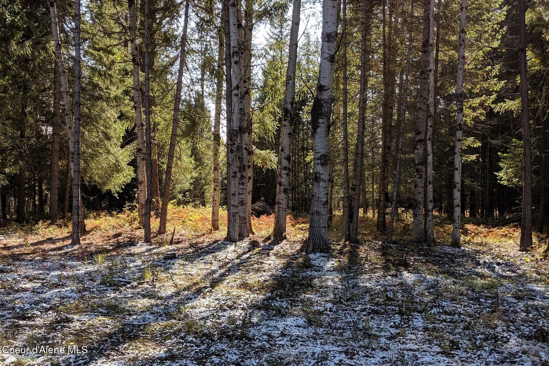 842 Samuels Road Sandpoint, ID 83864 - Photo 15 of 22 Beautiful Old Growth Aspen Trees