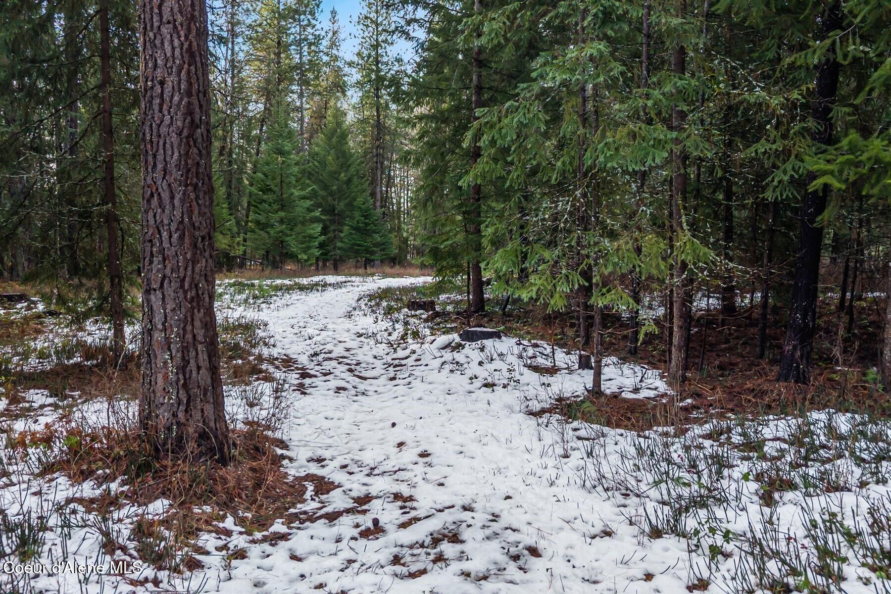 842 Samuels Road Sandpoint, ID 83864 - Photo 10 of 22 Wooded w Aspens & Ponderosas